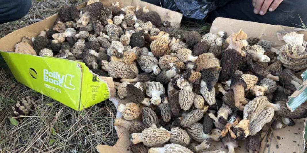 Kilosu 1.000 TL’den ormanları süslüyor: Vatandaş ormana akın ediyor 2